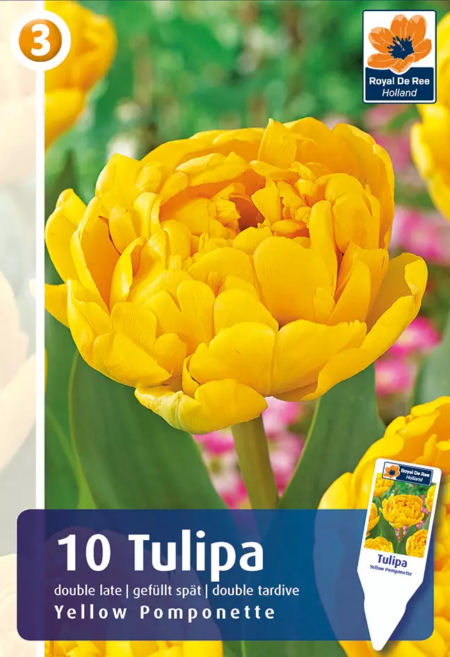 Tulppaani Yellow Pomponette 6 kpl/pkt - Tulppaanit - 8711148239581 - 1