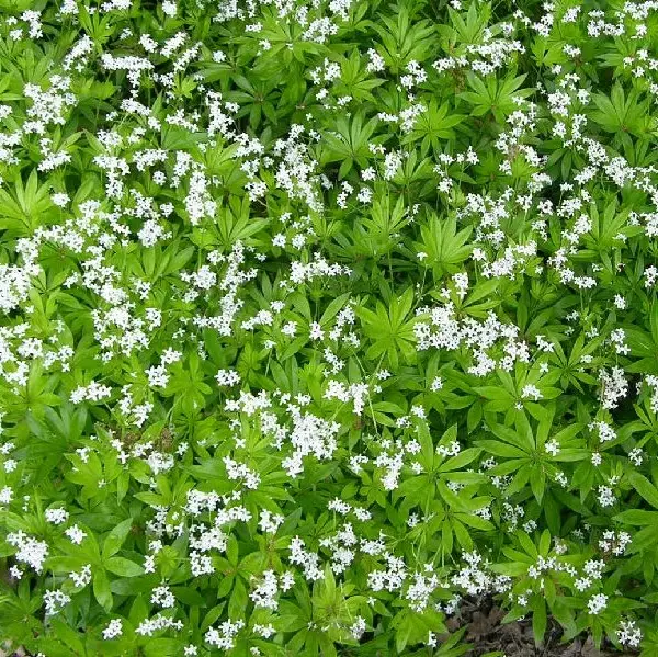 Tuoksumatara - Perennat - 72201 - 1