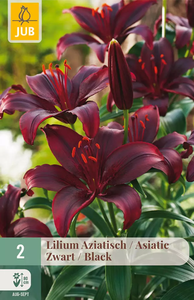 Värlilja Asiatic Black 2 kpl/pkt - Liljat - 8712438520761 - 1