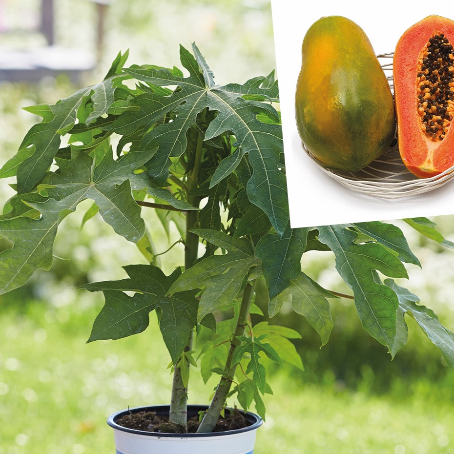 Papaya Sunnybees Pflanze - Tropische Kübelpflanze Für Wintergarten