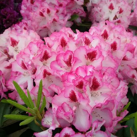 Alppiruusu Hachmann's Charmant - Alppiruusut ja atsaleat - 35422 - 1