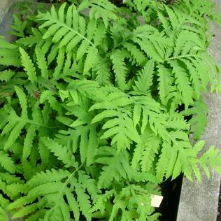 Helmisaniainen - Koristeheinät - 73842 - 1