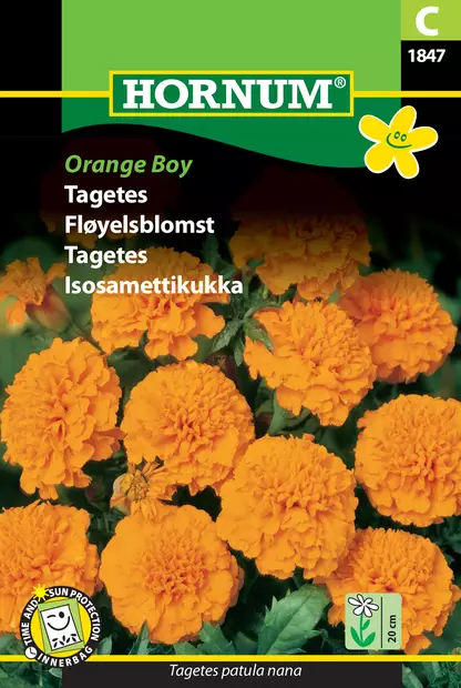 Isosamettikukka Orange Boy - Kukkien ja koristeheinien siemenet - 5708787018472 - 0