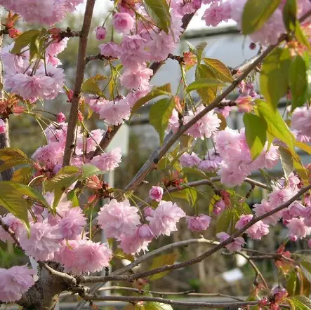 Japaninkirsikka Kiku-Shidare riippa - Koristepuut - 4362 - 1