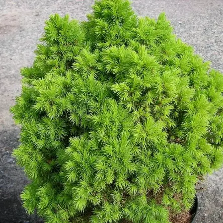 Kääpiövalkokuusi Alberta Globe 25-30 - Havupuut - 61342 - 1