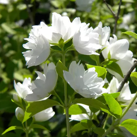 Kameliajasmike - Koristepensaat - 4612 - 1