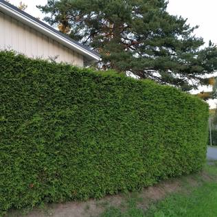 Kartiotuija Brabant 100/+ Pa - Havupuut - 6222 - 2