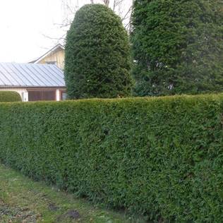 Kartiotuija Brabant 100/+ Pa - Havupuut - 6222 - 1