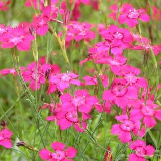 Ketoneilikka Brilliant - Perennat - 71582 - 1