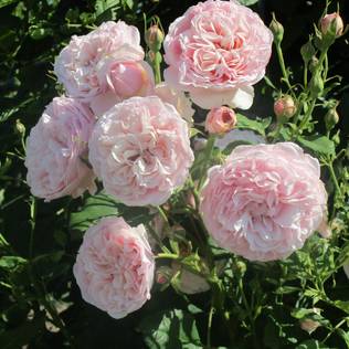 Köynnösruusu Divina - Köynnösruusut - 30842 - 2