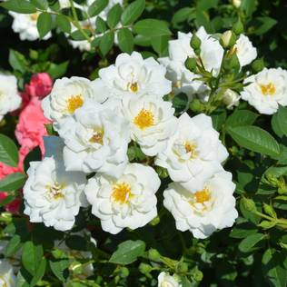 Maanpeittoruusu White Fairy - Ryhmäruusut - 31262 - 1