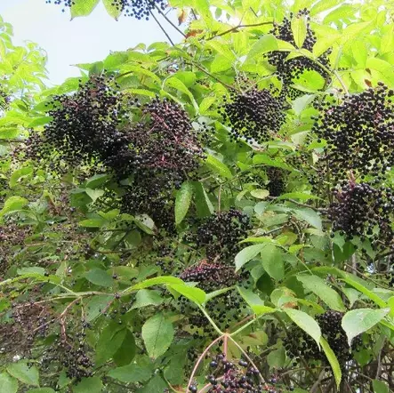 Mustaselja Haschberg - Erikoismarjat ja hyötykasvit - 46602 - 2