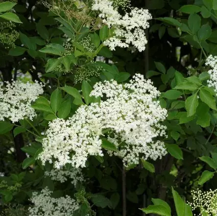 Mustaselja Haschberg - Erikoismarjat ja hyötykasvit - 46602 - 1