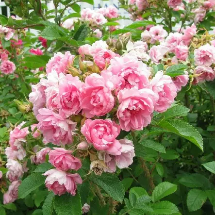 Neilikkaruusu Pink Grootendorst - Puistoruusut - 2862 - 1