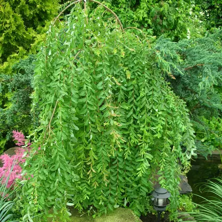 Riipparaita Kilmarnock rungolla - Koristepuut - 41712 - 2