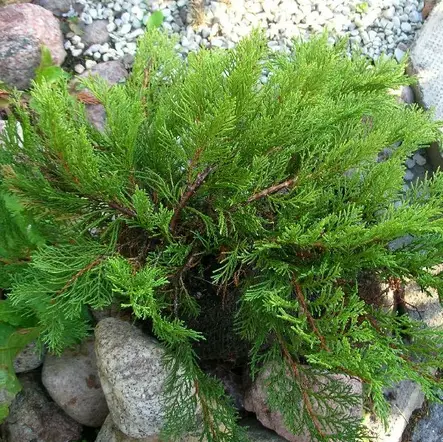 Rohtokataja Tamariscifolia C3 25-30 - Havupuut - 60592 - 1