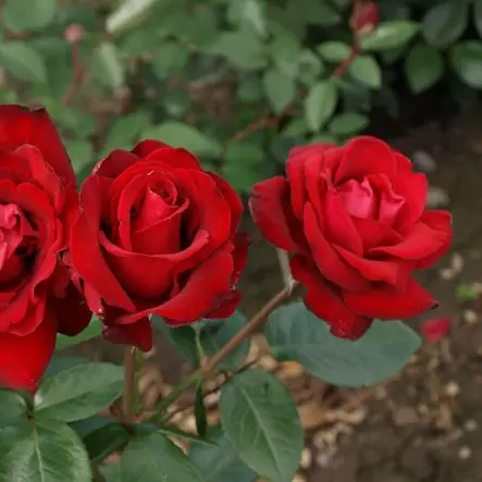 Suurikukkainen ruusu Ingrid Bergman - Ryhmäruusut - 33652 - 2