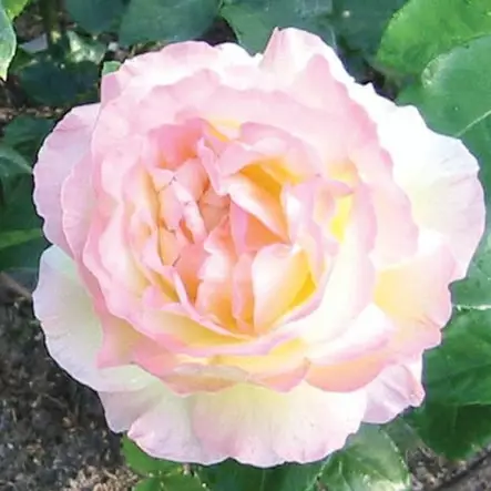 Suurikukkainen ruusu Peace - Ryhmäruusut - 32752 - 1