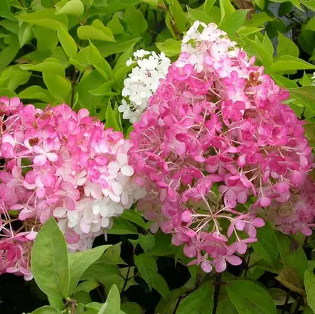 Japaninhortensia Pinky Winky - Koristepensaat - 4572 - 1
