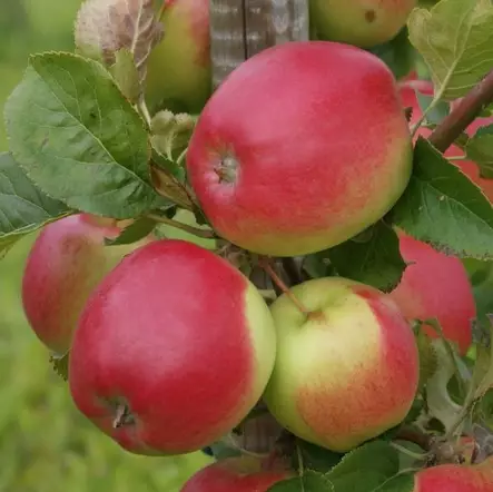 Syysomena Siloposken Aurinkoinen - Omenapuut - 12512 - 1