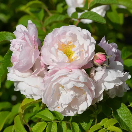 Tarhakurtturuusu Sävel - Puistoruusut - 28012 - 1