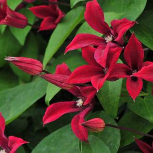 Tarhalyhtykärhö Gravetye Beauty - Köynnöskasvit - 50742 - 1