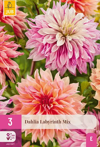 Daalia Labyrinth Mix 3 kpl/pkt - Daaliat - 8712438985652 - 1