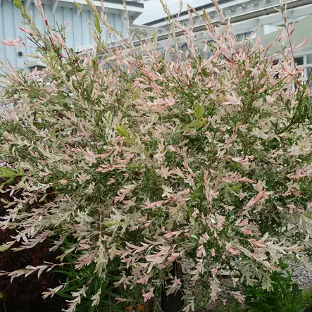 Hakuropaju Hakuro Nishiki rungolla - Koristepuut - 41722 - 1