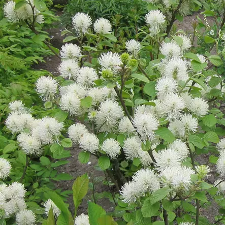 Isohöyhenpensas - Koristepensaat - 45642 - 1