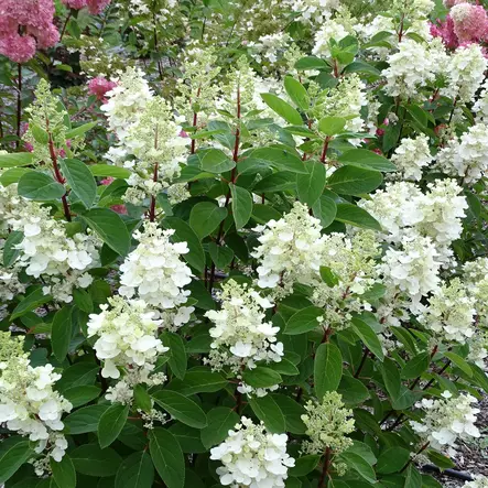 Japaninhortensia Baby Lace - Koristepensaat - 45922 - 1