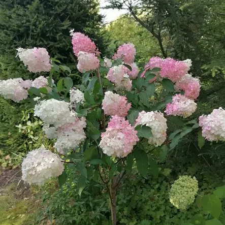 Japaninhortensia Vanilla Fraise rungolla - Koristepuut - 45742 - 1