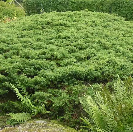 Kääpiökataja Green Carpet 30-40 - Havupuut - 60542 - 1