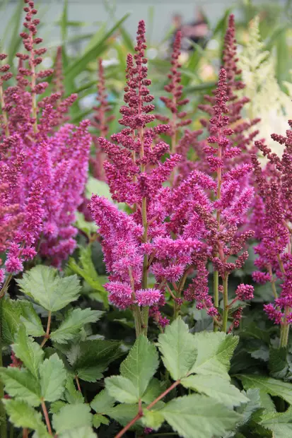 Kiinanjaloangervo Visions - Perennat - 76302 - 1