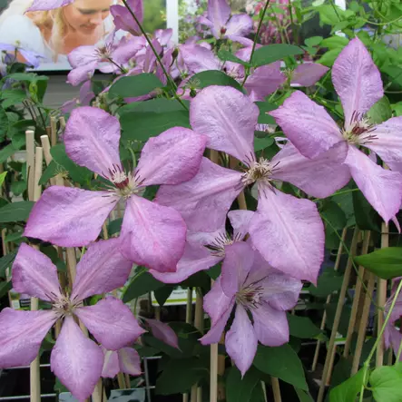 Loistokärhö Margaret Hunt - Köynnöskasvit - 50762 - 2