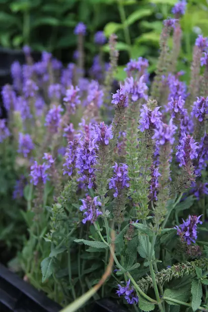 Loistosalvia Blauhugel - Perennat - 76322 - 2