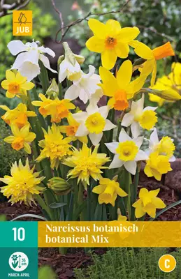 Narsissi Botanical mix 10 kpl/pkt - Narsissit - 8712438514012 - 2
