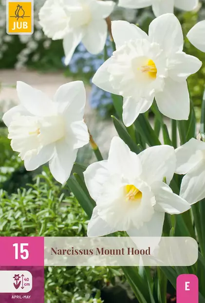 Narsissi Mount Hood 15 kpl/pkt - Narsissit - 8712438982712 - 2
