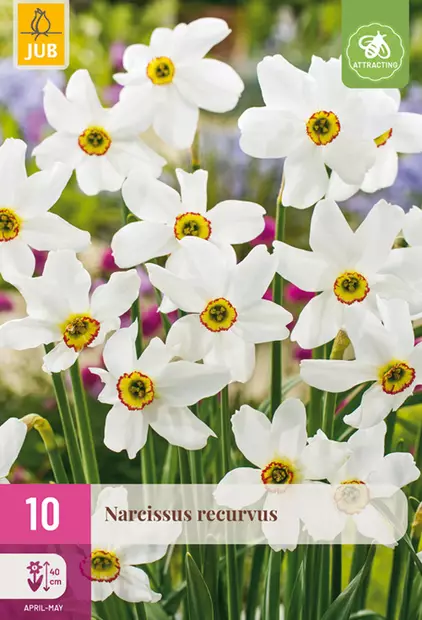 Narsissi Recurvus - Narsissit - 8712438541902 - 1