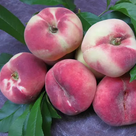 Persikka Saturn - Hedelmäpuiden erikoislajikkeet - 14192 - 1