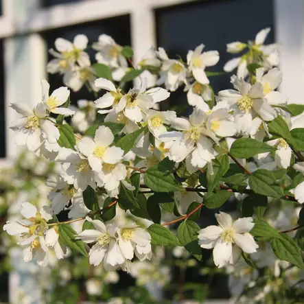 Pikkujasmike Mont Blanc - Koristepensaat - 46032 - 1