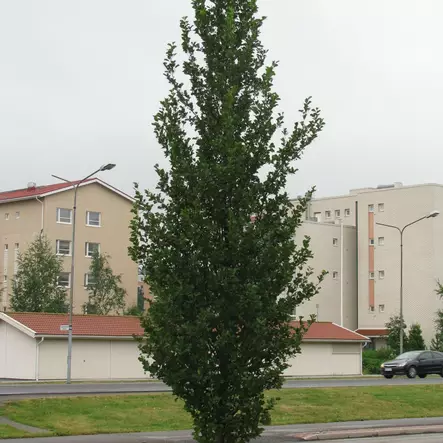 Pilaritervaleppä - Koristepuut - 40832 - 1