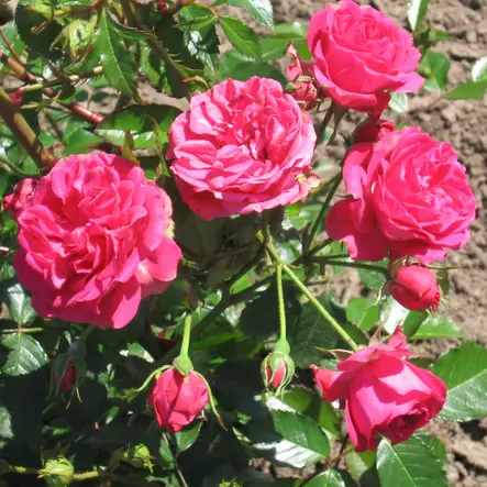 Puistoruusu Elmshorn - Puistoruusut - 3062 - 1