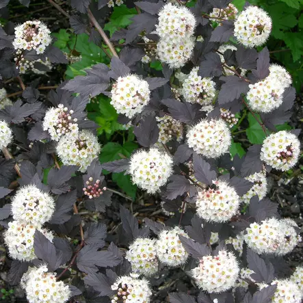 Purppuraheisiangervo Panther - Koristepensaat - 46072 - 1