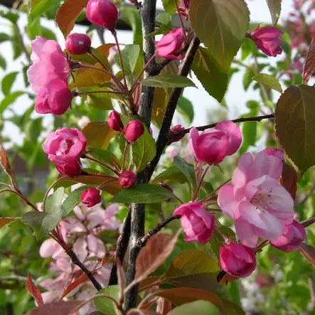 Purppuraomenapuu Aamurusko - Koristepuut - 4342 - 1