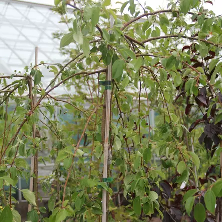 Riippamarjaomenapuu Pendula - Koristepuut - 43302 - 2