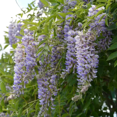 Sinisade Blue Moon - Köynnöskasvit - 5192 - 2