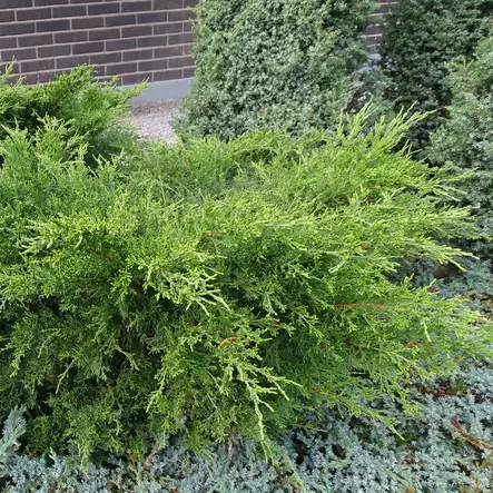 Tarhakataja Mint Julep 30-40 - Havupuut - 60512 - 1