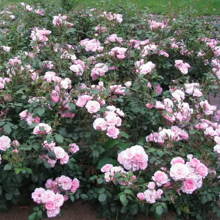 Tertturuusu Bonica 82 - Ryhmäruusut - 31292 - 2