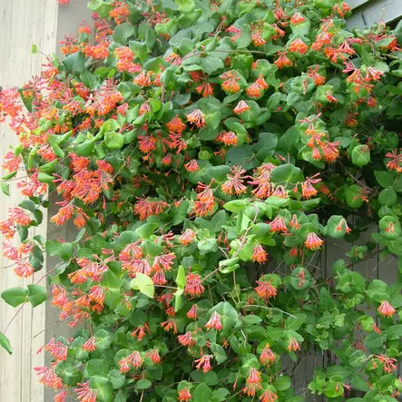 Tuliköynnöskuusama Dropmore Scarlet - Köynnöskasvit - 5152 - 2