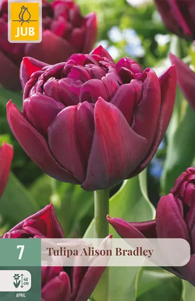 Tulppaani Alison Bradley 7kpl/pkt - Tulppaanit - 8720873006962 - 2